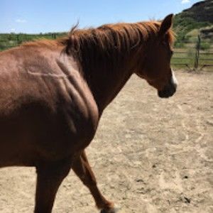 Meet your Posher, Savannah